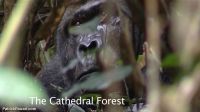 cathedral-forest-02