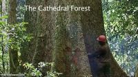 cathedral-forest-03